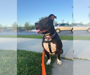American Pit Bull Terrier-Unknown Mix Dogs for adoption in Skokie, IL, USA