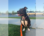 Small American Bulldog Mix