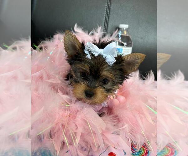 Medium Photo #1 Yorkshire Terrier Puppy For Sale in GREENWOOD, IN, USA