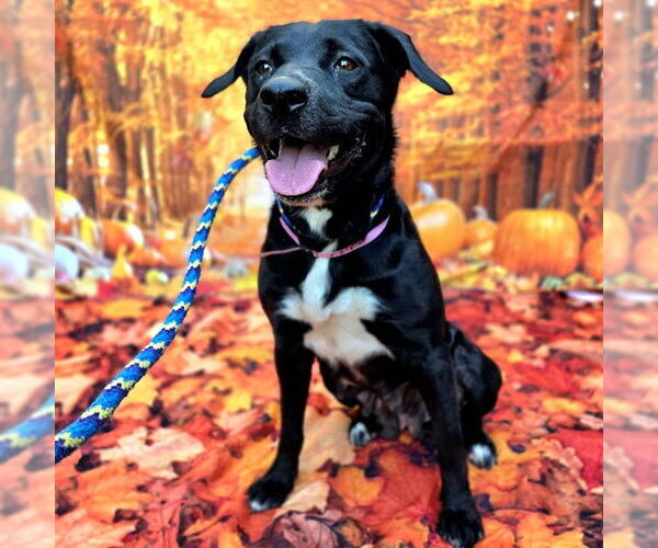 Medium Photo #3 Labrador Retriever Puppy For Sale in Long Beach, CA, USA