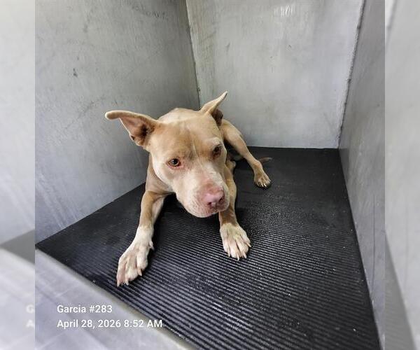Medium Photo #1 American Staffordshire Terrier Puppy For Sale in San Antonio, TX, USA