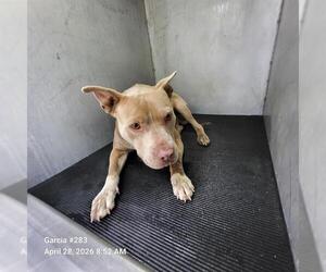 American Staffordshire Terrier Dogs for adoption in San Antonio, TX, USA