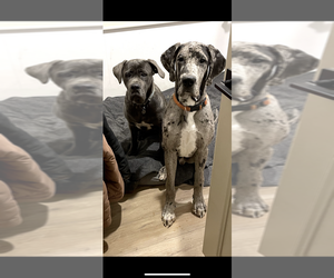 Cane Corso-Great Dane Mix Puppy for sale in ELIZABETH, CO, USA