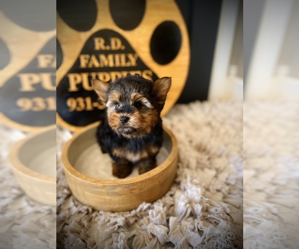 Medium Photo #2 Yorkshire Terrier Puppy For Sale in CROSSVILLE, TN, USA