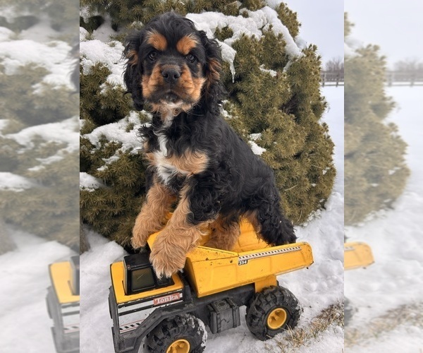 Medium Photo #2 Cocker Spaniel Puppy For Sale in MIDDLEBURY, IN, USA