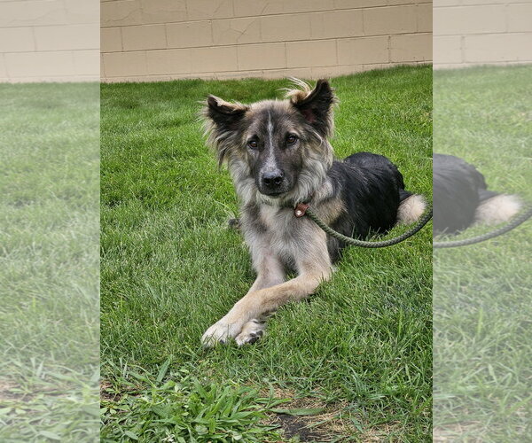 Medium Photo #5 Mutt Puppy For Sale in Brooklyn Center, MN, USA