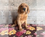 Small #14 Golden Retriever