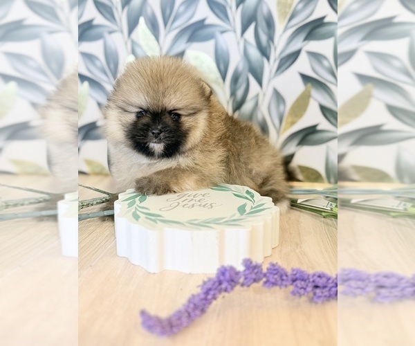 Medium Photo #1 Pomeranian Puppy For Sale in BEVERLY HILLS, CA, USA