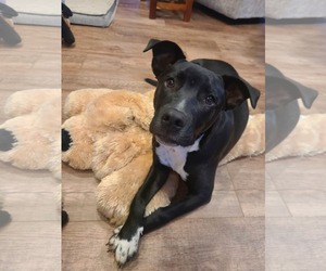 Mutt Dogs for adoption in Des Moines, IA, USA