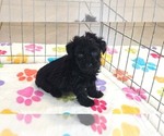 Small #13 Yorkipoo