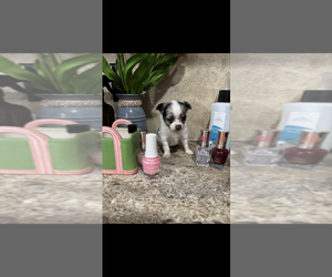 Chihuahua Puppy for Sale in SHERMAN, Texas USA