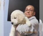 Small Photo #3 English Cream Golden Retriever Puppy For Sale in NORTHWOOD, OH, USA