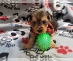 Small Photo #6 Yorkshire Terrier Puppy For Sale in AKRON, OH, USA