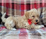 Small Photo #4 Bichpoo Puppy For Sale in LANCASTER, PA, USA