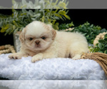 Small #1 Shih Tzu