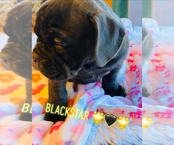 Medium Photo #6 American Bully Puppy For Sale in MIDDLETOWN, OH, USA
