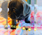 Small Photo #6 American Bully Puppy For Sale in MIDDLETOWN, OH, USA