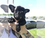 Small Photo #1 French Bulldog Puppy For Sale in NEW CASTLE, PA, USA