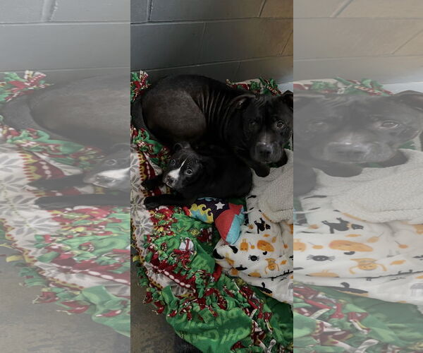 Medium Photo #1 American Pit Bull Terrier-Unknown Mix Puppy For Sale in Kewanee, IL, USA