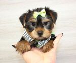 Small #6 Yorkshire Terrier