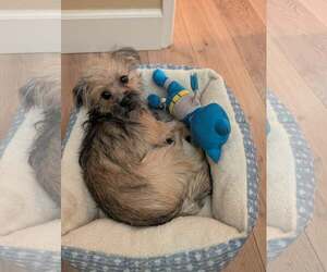 Chip - Male Mutt Dog for Adoption - Photo #3