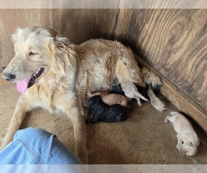 Mother of the Goldendoodle puppies born on 05/12/2026