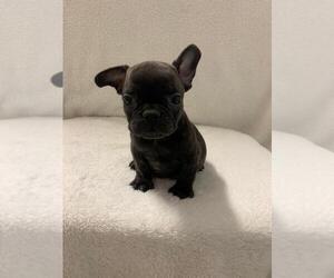 French Bulldog Puppy for sale in CHARLESTON, SC, USA
