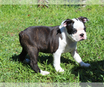 Small #9 Boston Terrier