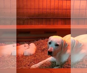 Mother of the Labrador Retriever puppies born on 01/04/2023