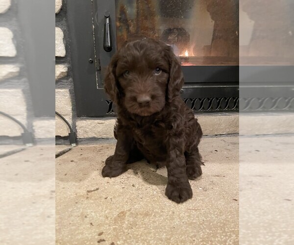 Medium Photo #3 Aussiedoodle-Goldendoodle Mix Puppy For Sale in HUTCHINSON, KS, USA