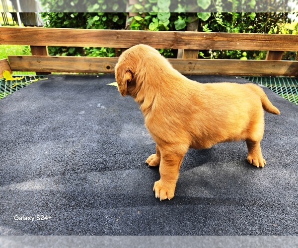 Medium Photo #4 Golden Retriever Puppy For Sale in LEON, KS, USA