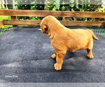 Small #3 Golden Retriever