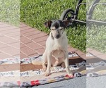 Small Photo #2 Rat Terrier Puppy For Sale in oakland, FL, USA
