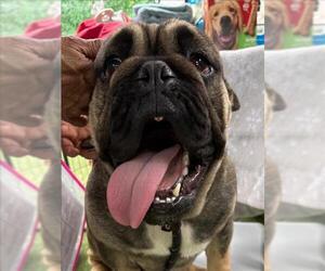 Bulldog Dogs for adoption in Woodland, CA, USA