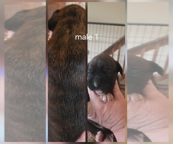 Medium Photo #5 Boxer Puppy For Sale in COXS CREEK, KY, USA