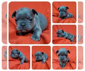 French Bulldog Puppy for sale in AFTON, WY, USA