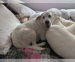 Small #2 Lab-Pointer