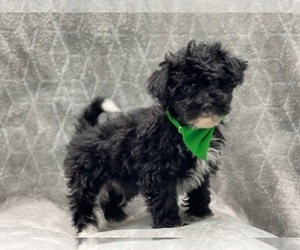 Schnoodle (Miniature) Puppy for sale in LAKELAND, FL, USA