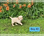 Small #2 Golden Retriever