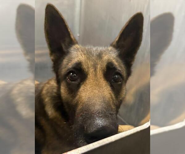 Medium Photo #1 Mutt Puppy For Sale in San Antonio, TX, USA