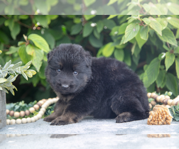 Medium Photo #6 German Shepherd Dog Puppy For Sale in SHIPSHEWANA, IN, USA
