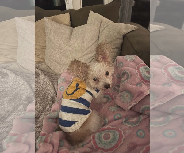 Medium Photo #2 Papillon-Unknown Mix Puppy For Sale in Spring Lake, NC, USA