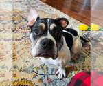 Small #2 Bulldog Mix