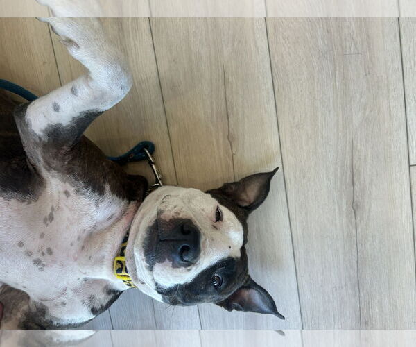 Medium Photo #2 Mutt Puppy For Sale in Miami, FL, USA