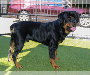 Father of the Rottweiler puppies born on 03/31/2025