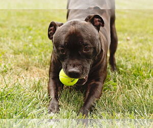 Puppy - Male Staffordshire Bull Terrier-Unknown Mix Dog for Adoption - Photo #8