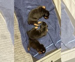 Small #13 Doberman Pinscher
