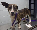 Small Basset Hound Mix
