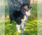 Small #1 Border-Aussie