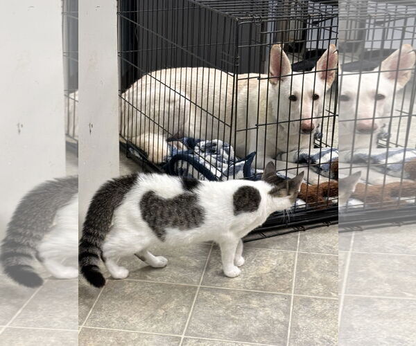 Medium Photo #3 - Mix Puppy For Sale in Rustburg, VA, USA